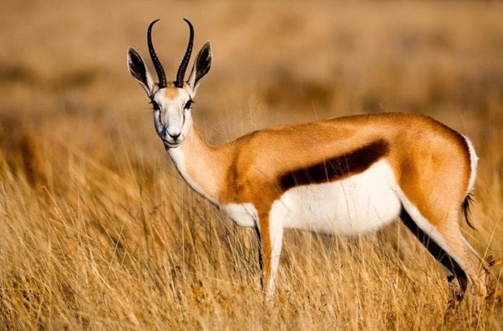 Wild Game Dinner Antelope